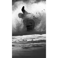 Amplid Big Kahuna Snowboard